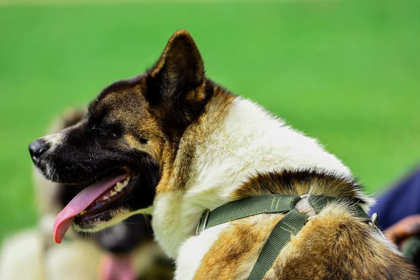Buckingham dog 37