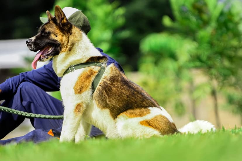 Buckingham dog 38