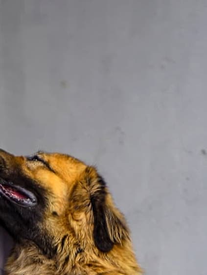 Caucasian Shepherd