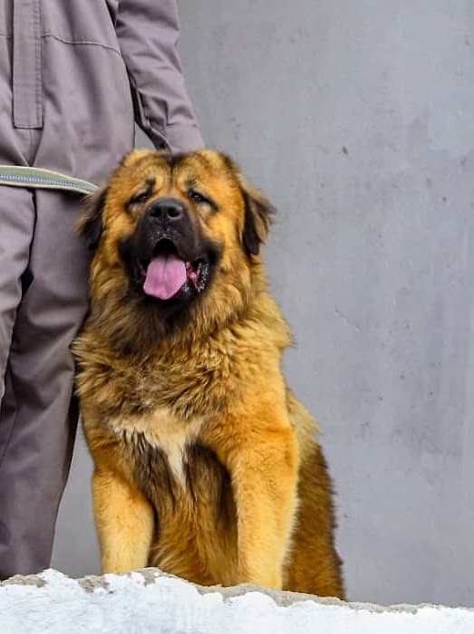 Rocco, our Caucasian Shepherd sire