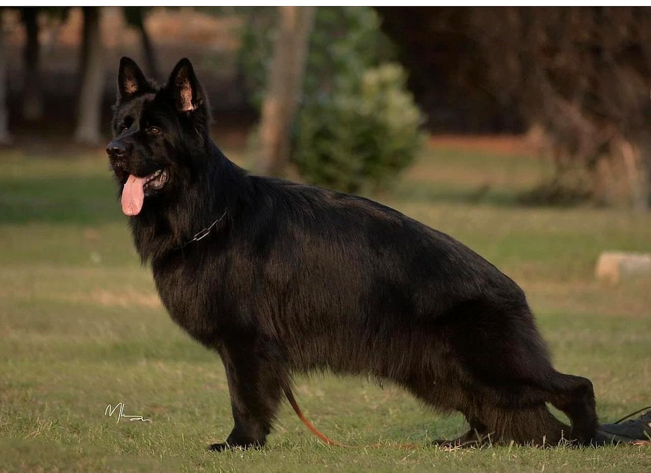 Royal Black German Shepherd