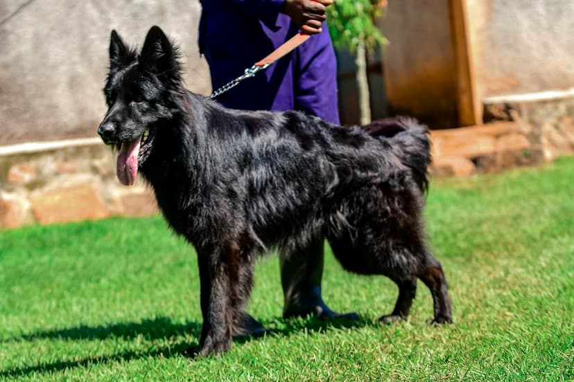 Buckingham dog 20