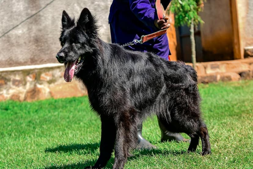 Buckingham dog 21