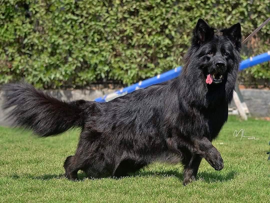 Felly Atlas, our Royal Black German Shepherd dam