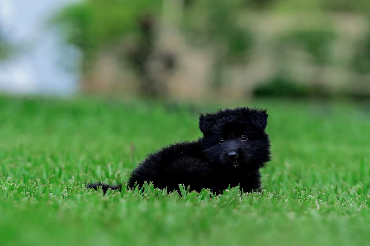 Nyota, Royal Black German Shepherd