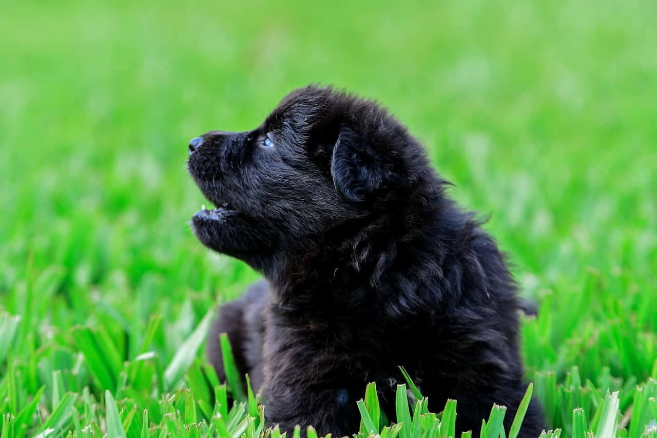 Shujaa, Royal Black German Shepherd