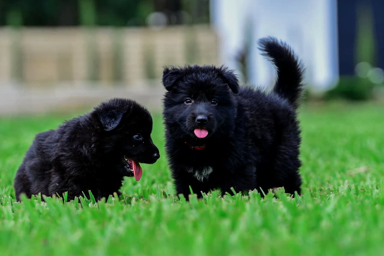 Malkia, Royal Black German Shepherd