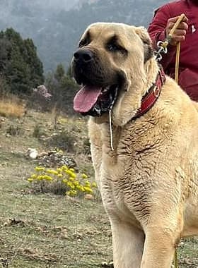 Pluto, our Kangal sire