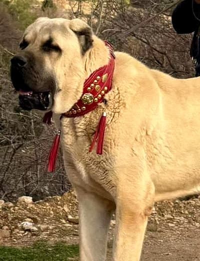 Kangal