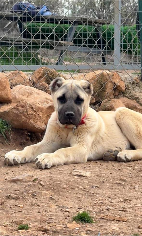 Elif, Kangal puppy