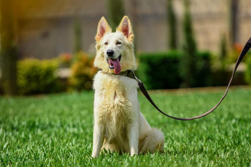 Buckingham dog 12
