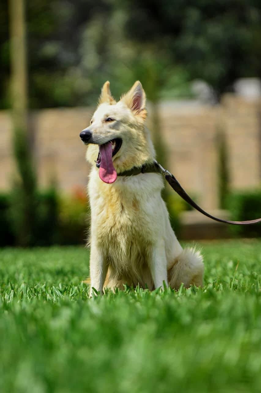 A Buckingham White Swiss Shepherd at the Webuye kennel