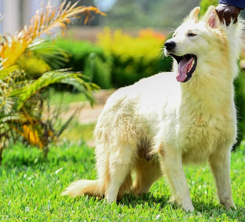 Buckingham dog 15