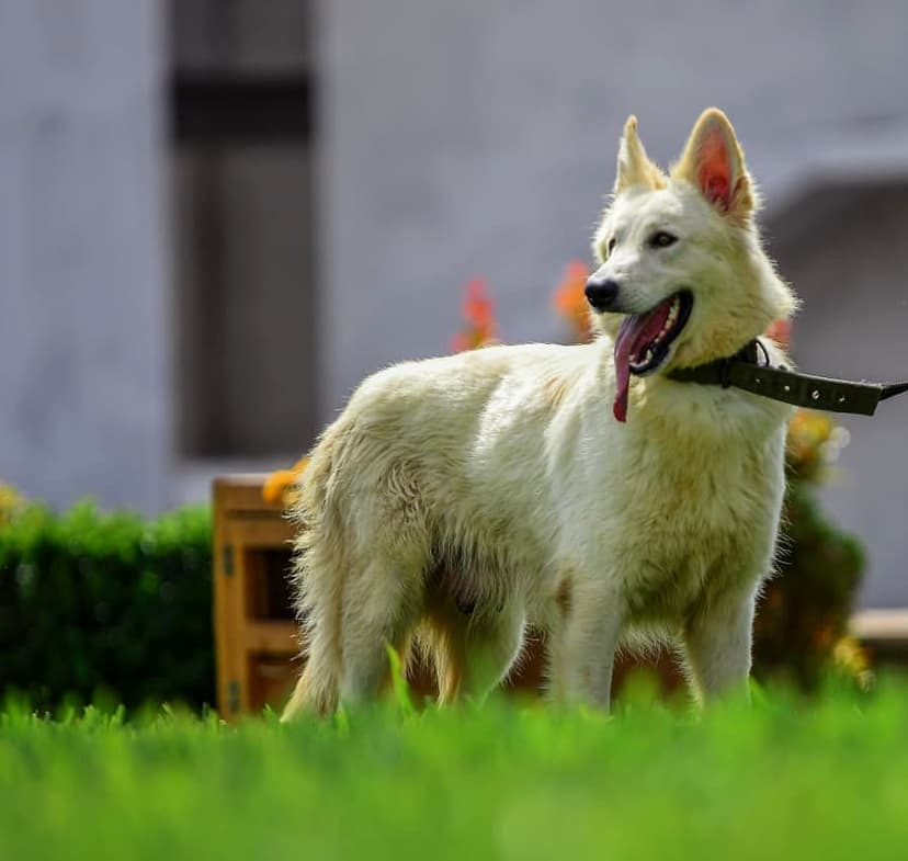 Buckingham dog 17