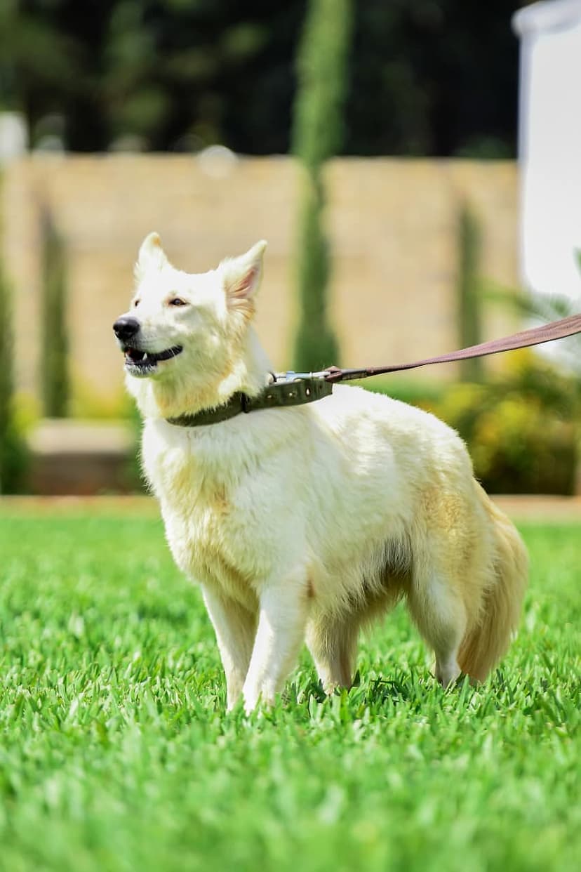 Buckingham dog 18